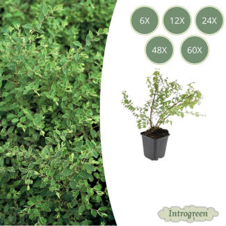 6 bis 60 Stück, Die Schneebeere, Zierstrauch, weiße Beeren, Symphoricarpos ch. Hancock - ↕10-25cm - Ø9cm