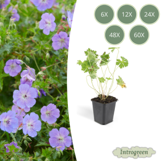 6 bis 60 Stück Storchschnabel / Geranium Rozanne, lilafarbene Blüten von Mai bis weit in den Herbst! - ↕10-25cm - Ø9cm