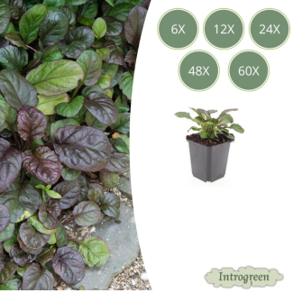 6 bis 60 Stück Kriechender Günsel / Ajuga reptans 'Catlin's Giant' - Immergrüne Bodendecker