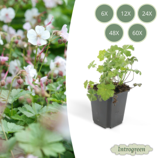 6 - 60 Stück Geranie cantabrigiense 'Biokovo' - ca ↕10- Ø9cm niedrig wachsende kriechende Bodendecker