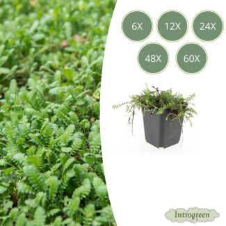 6 - 60 Stück Kupferknopf oder Leptinella squalida - Immergrüne und niedrig wachsende Gartenpflanzen