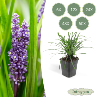 6 bis 60 Stück Liliengras Moneymaker - Liriope muscari - ↕10-25cm - Ø9cm - auffällige lila Blüten