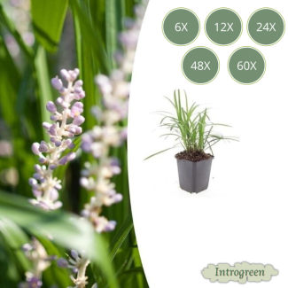 6 bis 60 Stück Liriope muscari 'Monroe White' - Liliengras - blühendes Ziergras - ↕10-25cm