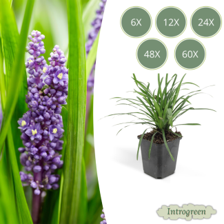 6 bis 60 Stück Liliengras Liriope muscari 'Big Blue', frischer Bodendecker