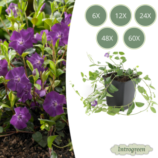 6 bis 60 x kleine Immergrün / Vinca minor Atropurpurea, kräftiger Bodendecker mit lila Blüten