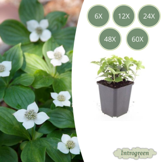 6 bis 60x Kanadische Kornoelje Cornus canadensis - ↕10-25cm - Ø9cm wunderschöner Bodendecker