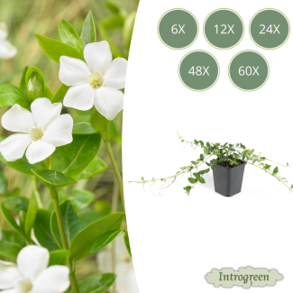 60 Stück Kleines Immergrün / Vinca minor Alba, Sterbloomende Weiße Blumen, Wintergrün, - ↕10-25cm - Ø9cm