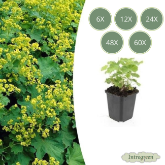 6 - 60 St. Frauenmantel, Gelbgrüne Blüten, Bodendecker, Alchemilla mollis - ↕10-25cm - Ø9cm