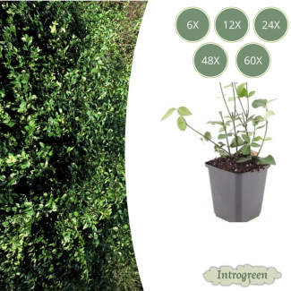 6 bis 60 Stück Kardinalmütze / Euonymus fortunei 'Coloratus' - ↕10-25cm - Ø9cm