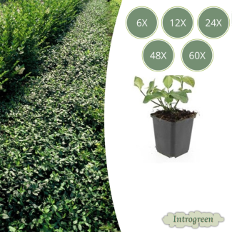 6 bis 60 Stück Kardinalshülsen / Euonymus fortunei 'Dart's Blanket', Starker winterharter Bodendecker - ↕10-25cm - Ø9cm