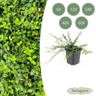 6 bis 60 Stück Kardinalmütze 'Minimus' / Euonymus fortunei, Starker immergrüner Bodendecker - ↕10-25cm - Ø9cm