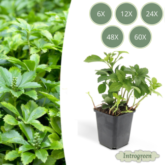 Schattengras Green Carpet / Pachysandra terminalis, Immergrüner Bodendecker - ↕10-25cm - Ø9cm