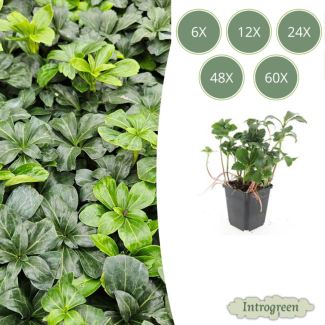 Pachysandra terminalis 'Green Sheen' / Schattenkraut / Dickmännchen - Randpflanzen / Bodendecker  ↕10-25cm