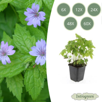 6 bis 60 Stück Storchschnabel / Geranium nodosum lila Blüten mit dunklen Adern - ↕10-25cm - Ø9cm
