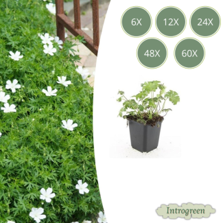 6 bis 60 Stück Storchschnabel / Geranium sanguineum 'Album' - Weiße Blüten - ↕10-25cm - Ø9cm
