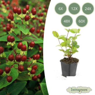 6 bis 60 Stück Johanniskraut Schönheit, Hirtentäschel - Hypericum inodorum Gelbe Blumen und Zierliche Beeren ↕10-25cm - Ø9cm