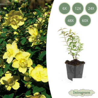6 bis 60 Stück Johanniskraut Hidcote, Gelbe Blumen - ↕10-25cm - Ø9cm
