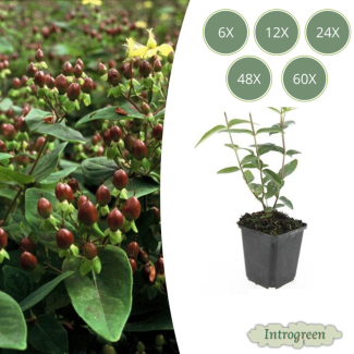 6 bis 60 Stück Johanniskraut / Hypericum inodorum 'Rheingold', Hertshooi, Gelbe Blumen und Zierliche Beeren ↕10-25cm - Ø9cm