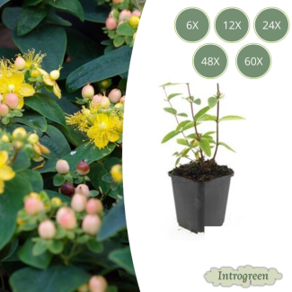 6 bis 60 Stück Johanniskraut / Hypericum inodorum 'Annebel', Hertshooi, Gelbe Blumen und Zierliche Beeren ↕10-25cm - Ø9cm