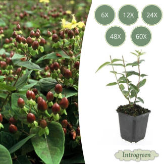 6 bis 60 Stück Johanniskraut / Hypericum inodorum, Hertshorn, Gelbe Blumen und Zierliche Beeren ↕10-25cm - Ø9cm