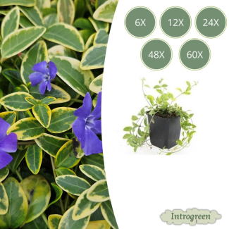 6 bis 60 Stück Maiglöckchen / Vinca minor 'Aureovariegata' Blatt mit goldgelbem Rand, lila Blüten - ↕10-25cm - Ø9cm