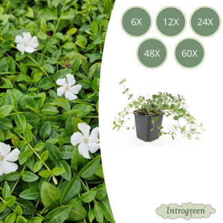 6 bis 60 Stück Immergrün / Vinca minor 'Gertrude Jekyll', Schöne weiße Blüten - ↕10-25cm - Ø9cm