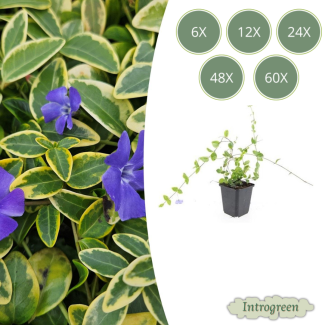 6 bis 60 Stück Immergrün / Vinca minor 'Blue and Gold', Buntblättrig mit blauen violetten Blüten - ↕10-25cm - Ø9cm