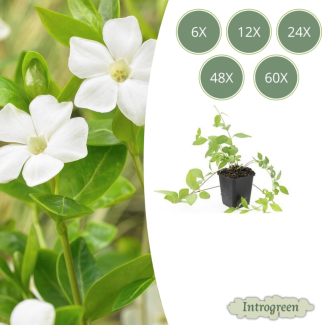 Große Maagdenpalm / Vinca Major 'Alba', Weiße Blüten, Immergrüner Bodendecker - ↕10-25cm - Ø9cm