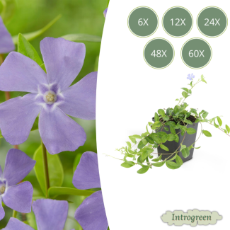6 bis 60 Stück kleine Immergrün / Vinca minor, Blaue Blumen - ↕10-25cm - Ø9cm