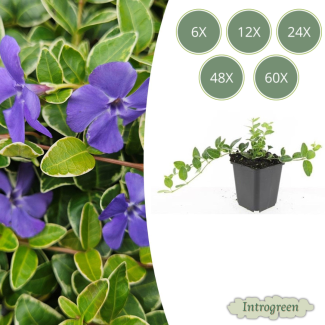 6 bis 60 Stück Kleines Immergrün / Vinca minor 'Ralph Shugert', Hellblaue sternförmige Blüten - ↕10-25cm - Ø9cm