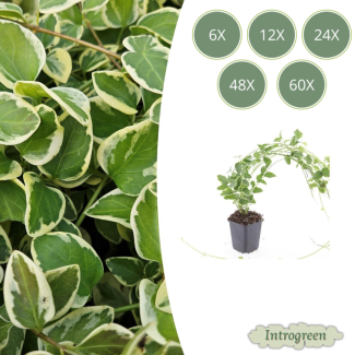 Grosse Maiglocke / Vinca Major 'Variegata', Zierliches Blatt mit Cremiger Rand, Lila-Purpur Blumen - ↕10-25cm - Ø9cm