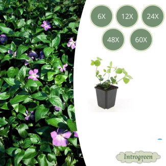 6 bis 60 Stück Große Maiglöckchen / Vinca major, Zierliches grünes Blatt, Lila Blüten - ↕10-25cm - Ø9cm