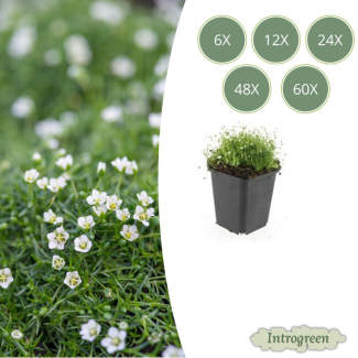 Irländisches Moos - Sagina subulata - niedrigwüchsiger Bodendecker - Dickmännchen