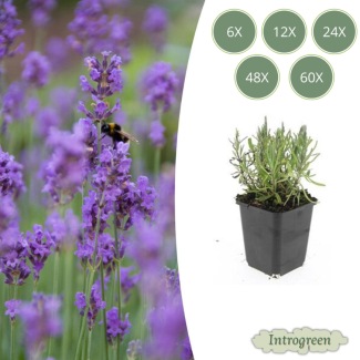 6 bis 60 Stück Lavendel Gartenpflanzen - Lavandula angustifolia 'Munstead' - ↕10-25cm - Ø9cm