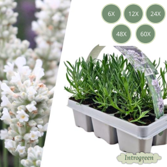 Lavendel angustifolia 'White' – 6 bis 72 Stück – Weißer Lavendel ↕15 cm – Randpflanze & Niedrige Hecke – Topf Ø7 cm