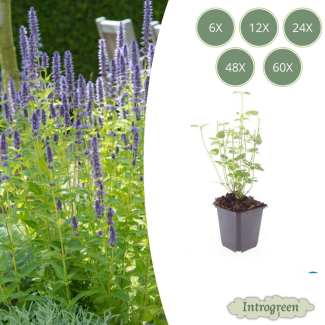 Agastache 'Black Adder' Gartenpflanzen – Sets von 6, 12, 20, 40 & 60 Stück – Dunkellila Blumen & Bienenfreundlich