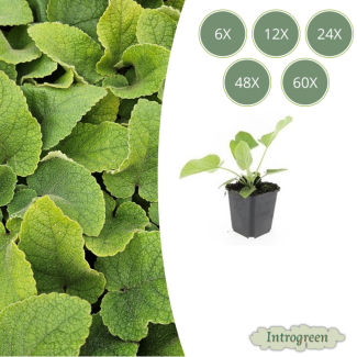 Russell-Salbei – Immergrüne Staude & Bodendecker