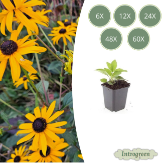Rudbeckia fulgida 'Goldsturm' kaufen – Gelb blühende Gartenpflanze 6 bis 60 Stück | Sonnenhut pflegeleicht