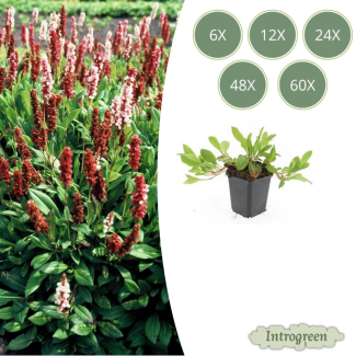 6 bis 60 Stück Tausendknoten 'Darjeeling Red' – Persicaria affinis – Winterfester Bodendecker Rot-Rosa