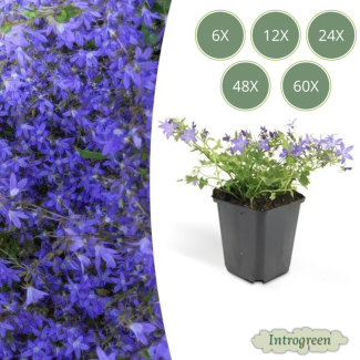 Campanula poscharskyana 'Stella' – Blauwe klokjesbloem voor border en bodembedekking – Ø9 cm – 10-25 cm hoog (set van 6 t/m 60 stuks)