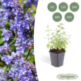 6 bis 60 Stück Nepeta ‘Six Hills Giant’ – Katzenminze mit lila-blauen Blüten für Bienen, Schmetterlinge und Katzenliebhaber
