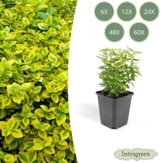 Euonymus fortunei 'Emerald 'n Gold' – Immergrüne Kardinalsmütze mit buntem Blatt (Sätze von 6 bis 60)
