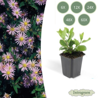 Herbstaster 'Asran' mit hellblauen Blüten (Sätze von 6 bis 60 Stück)