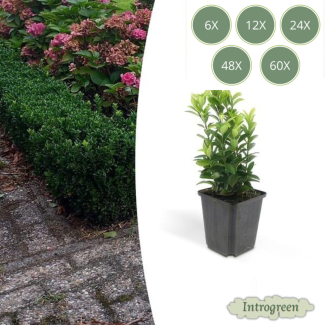 6 bis 60 Stück Japanische Kardinalshülsen 'Green Spire' – Euonymus – Heckenpflanze – Immergrün – Ø9cm – ↕15cm