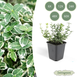 6 bis 60 Stück Euonymus fortunei 'Emerald Gaiety' – Japanischer Spindelstrauch – Immergrüner Zierstrauch – Ø9 cm Topf – ca. 10–15 cm hoch