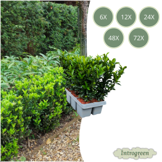 Euonymus Kardinalshüpf 'Green Spire' - Buchsbaum-Alternative | Set von 6, 12, 24, 48 oder 72 Pflanzen Ø 7 cm - ↨ 15 cm