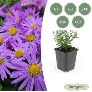 Aster Prof. Anton Kippenberg – Bodendeckender Herbstaster – 6 bis 60 Stück