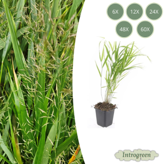 Japanisches Ziergras, Cremefarbene Pluimen, Hakonechloa macra - ↕10-25cm - Ø9cm