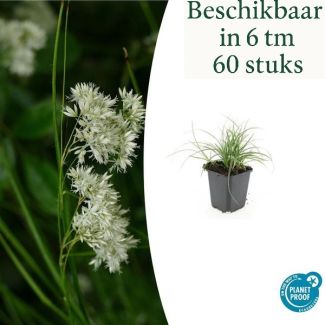 6 bis 60 Stück Schneegras - Luzula nivea Bodendecker von ca. 15 cm hoch