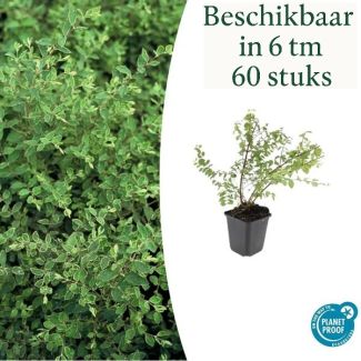 6 bis 60 Stück, Die Schneebeere, Zierstrauch, weiße Beeren, Symphoricarpos ch. Hancock - ↕10-25cm - Ø9cm